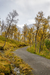 Hiking way in a forest with dwarf birches in Norway