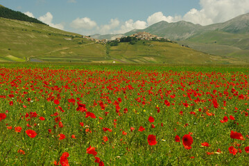 In the foreground, a flowering of poppies on the Castelluccio di Norcia plateau, in the background the small village