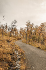 Hiking way in a forest with dwarf birches in Norway