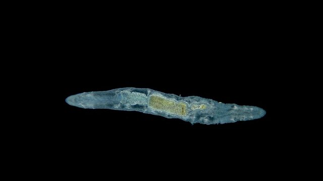 Oligochaeta Chaetogaster sp. under the microscope, family Tubificidae. It feeds on small algae, common in fresh water bodies. Sample found in the Volga River