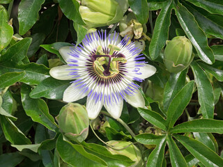 Nahaufnahme der blauen Bl&uuml;te einer Passionsblume, Passiflora