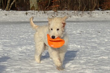 Fünf Monate alter Goldendoodle apportiert Frisbee im Schnee
