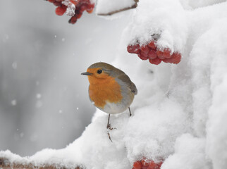 Rotkehlchen im Schnee