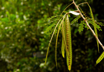 River tamarind (Leucaena leucocephala) with green blurred background