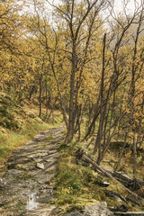 Hiking way in a forest with dwarf birches in Norway