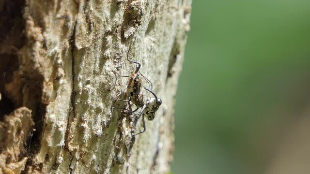 Pinhole borer beetles on tree