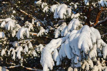 Green spruce, branches under the snow.
Frosty, snowy winter, christmas concept.