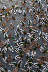 A large number of wild ducks swim in the water of the lake
