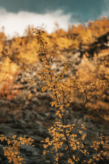 Macro photography of small birches in Norway