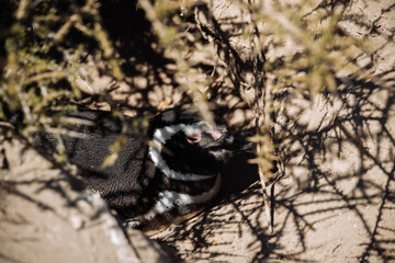 Los pingüinos del Pedral en plena temporada turística