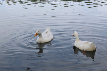 Patos nadando en el lago