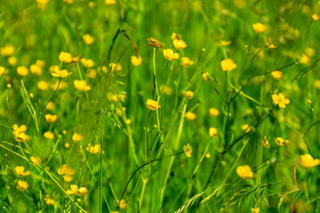 Ranunculus acris - meadow buttercup, tall buttercup, common buttercup, giant buttercup. Photo taken in Poland, Europe.