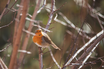 Cute robin perched on a tree branch in a park in Madrid