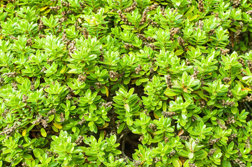 green leaves background
