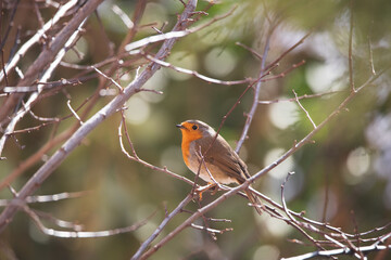 Cute robin perched on a tree branch in a park in Madrid