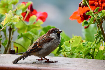 Singvögel - Ein kleiner Sperling (Passeridae) besucht den Balkon