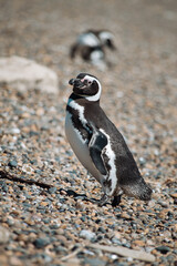 Fototapeta premium Los pingüinos del Pedral en plena temporada turística
