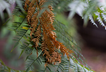Dry leaves