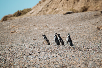 Los pingüinos del Pedral en plena temporada turística