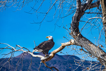 Bald Eagle (Haliaeetus leucocephalus) Surveying His Domain