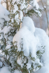 Green spruce branches under the snow There is a place for text. Concept. snowy winter.