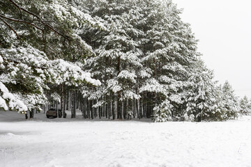 Snowy winter forest with tall pines and beautiful snowy coniferous trees. White snowy path and a...