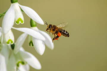 Honey bee on a snowdrops
