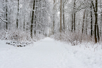 Black and white winter landscape, snow-covered winter trees. Scene of a snowy winter day. Monochrome winter background,