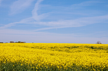 Obraz premium Rapeseed fields in the summertime.