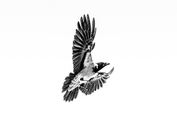Isolated hooden crow in flight with fully open wings