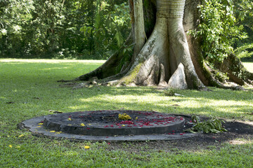 Quirigua, Guatemala, Central America: Mayan contemporary sacrificial stone. The ministry of culture...