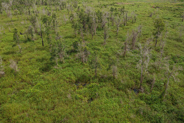 Aerial view of the Borneo rainforest at Klias Forest Reserve, Beaufort Sabah.