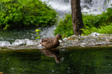 duck in the water