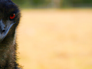 Half Emu Stare