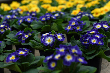 Multicolor Garden Primula Flowers, side view. Blue and yellow primula flowers