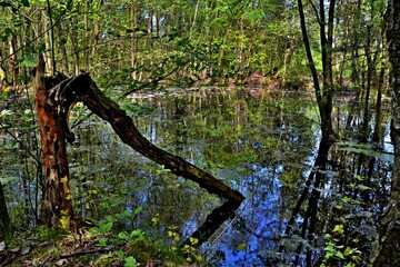 Czech Republic-view of the wetland in a nature reserve near Pametnik