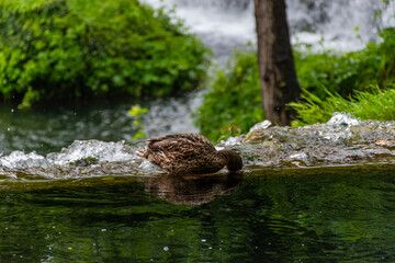 duck in the pond