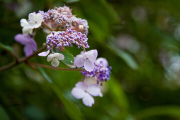 Delicate pink flowers