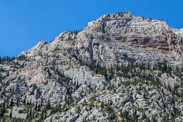 Fir trees grow on rocks in the Komirshi gorge. Mountains in Kazakhstan, Dzhungarskiy Alatau.