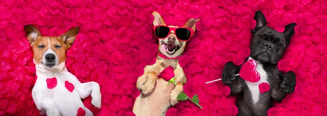 Badkamer foto achterwand Grappige hond Valentijnsdag bruidspaar verliefde honden