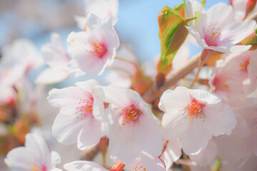 【函館】五稜郭公園 満開の桜