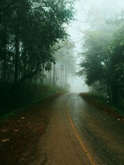 Obraz premium morning in the forest