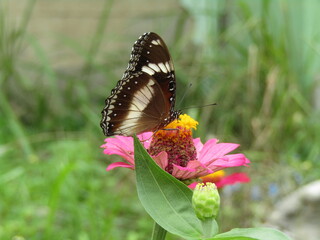 butterflies in the flower garden