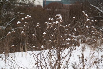 Dry bushes of burdock with thorns sprinkled with snow on the background of bare trees, winter...