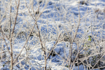 grass in the snow