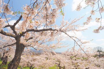 【函館】五稜郭公園 満開の桜