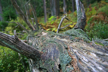 Old trunk of the tree in nature reserve of Babia Gora National Park, Poland