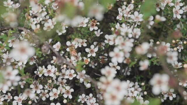 Western Honey Bee moving around on stunning white Manuka flowers