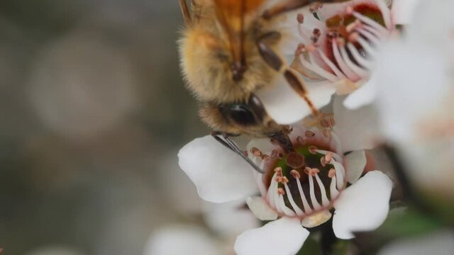 Close up of European honey bee extracting nectar with tongue from Manuka flower