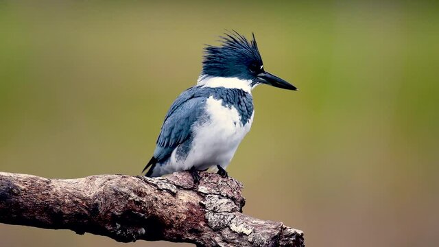 A belted kingfisher video clip n Florida in 4k